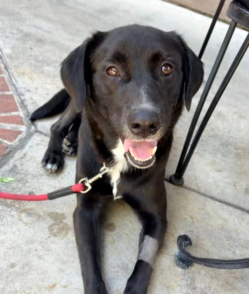 Photo of Osa, adoptable Labrador Retriever in San Diego, California