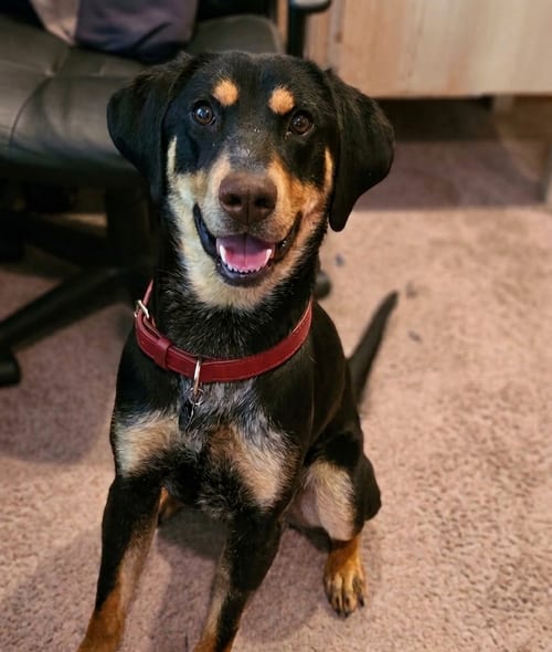 Photo of Jack Jack, adoptable Hound in Roswell, Georgia