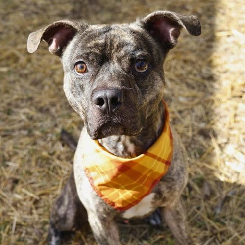 Photo of Buster Brown, adoptable American Staffordshire Terrier in San Antonio, Texas