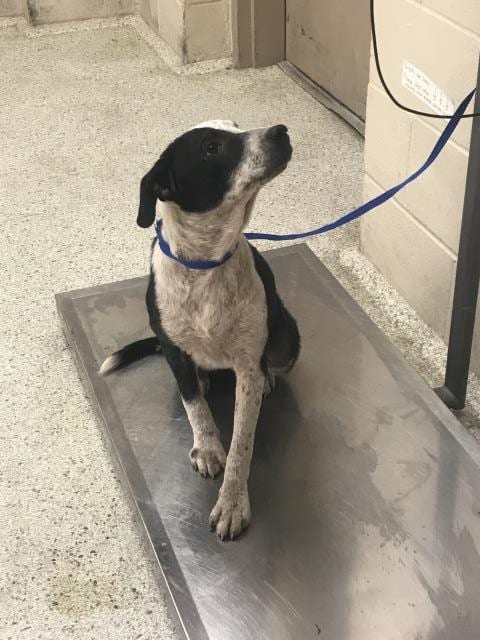 Photo of Rosebud, adoptable Pit Bull Terrier in Conroe, Texas