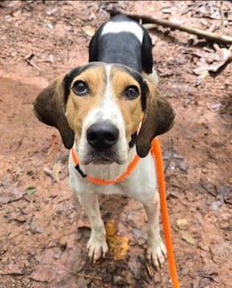 Photo of Carolina, adoptable Treeing Walker Coonhound in Clyde, North Carolina