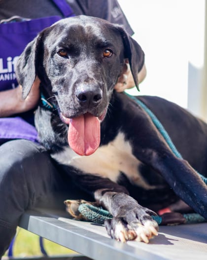 Photo of Insole, adoptable dog in Chamblee, Georgia