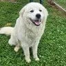Photo of Snowball, adoptable Great Pyrenees in Enfield, Connecticut