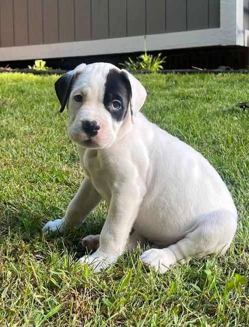 Photo of Scooby, adoptable Pit Bull Terrier in Clarkston, Michigan