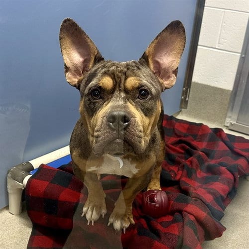Photo of PJ, adoptable French Bulldog in Mesa, Arizona