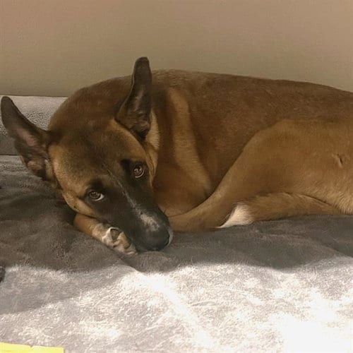 Photo of Helga, adoptable German Shepherd Dog in Camarillo, California