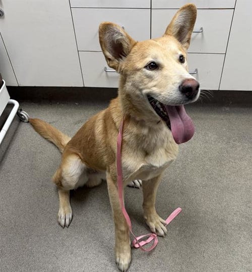 Photo of Boone, adoptable Carolina Dog in HESPERIA, California