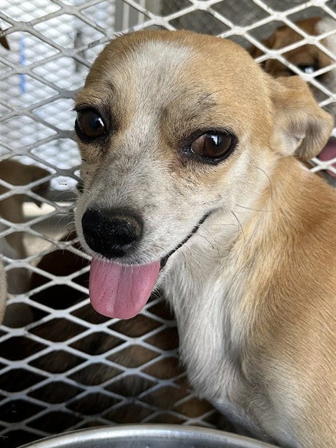 Photo of Sabrina Carpenter, adoptable Chihuahua in Bakersfield, California
