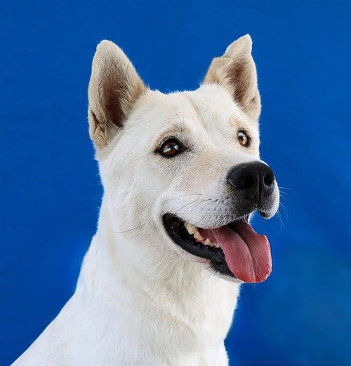 Photo of Linda, adoptable Labrador Retriever in Baldwin Park, California