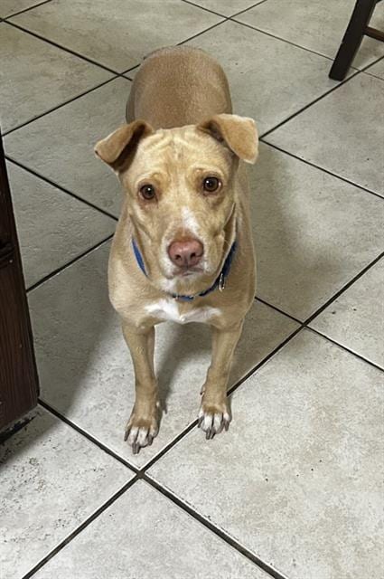 Photo of Lillie, adoptable Labrador Retriever in Houston, Texas