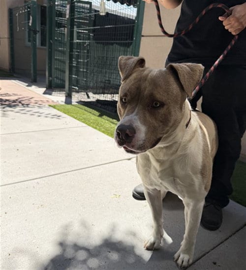 Photo of Yogi, adoptable Pit Bull Terrier in San Jose, California
