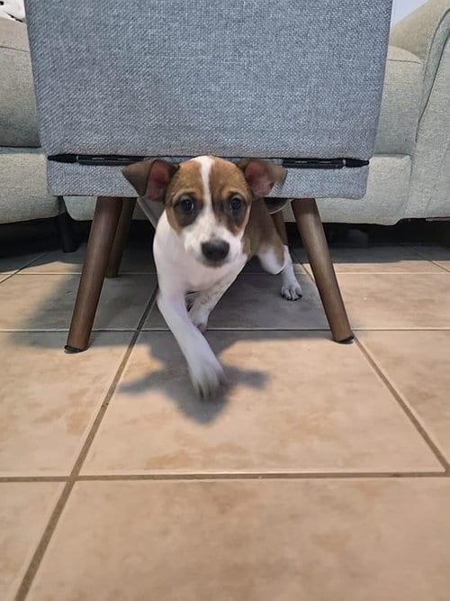 Photo of Heddy FH, adoptable Jack Russell Terrier in Sanford, Florida