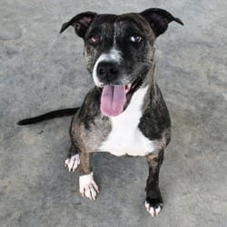 Photo of Sun, adoptable Catahoula Leopard Dog Mixed Breed (Medium) in Columbus, North Carolina