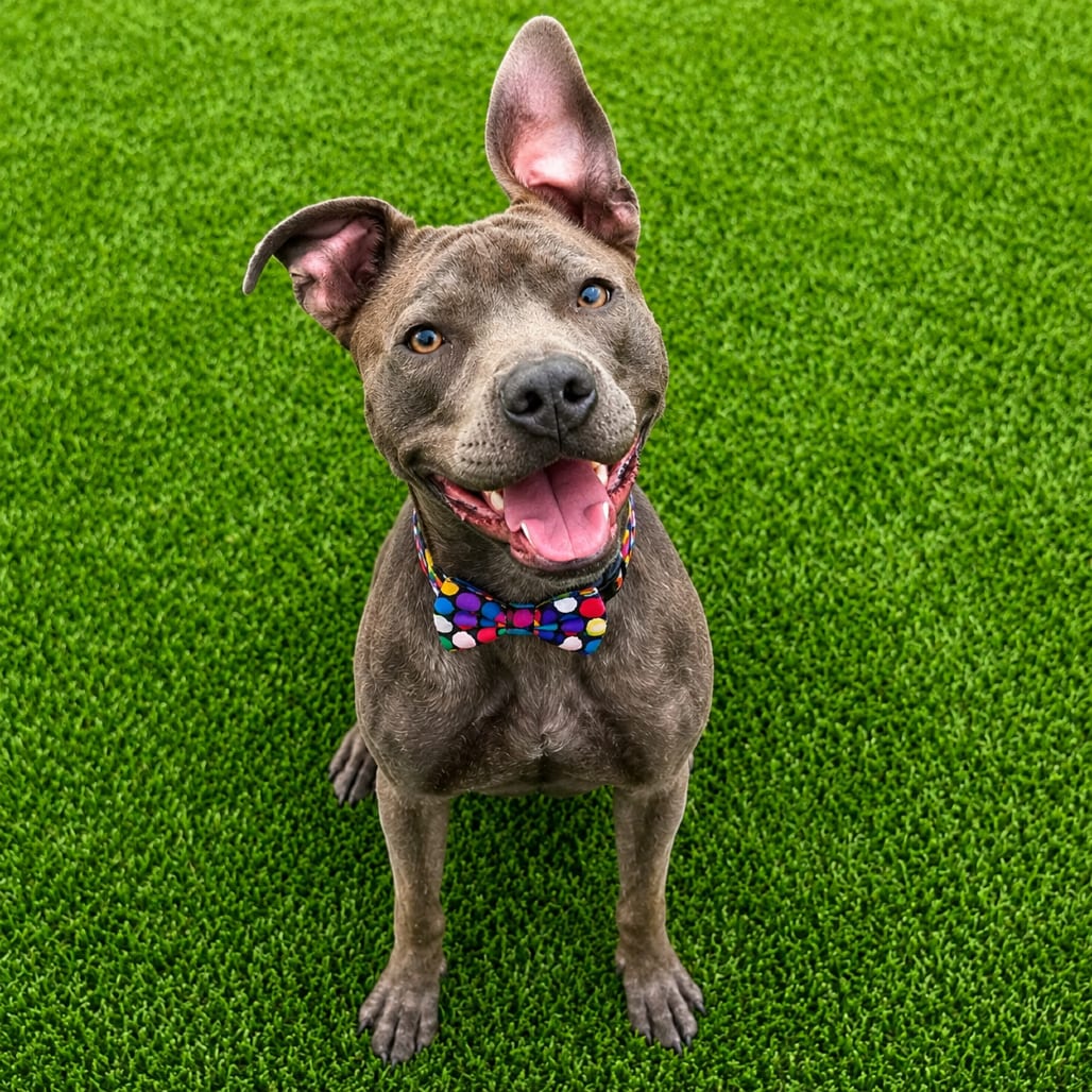 Photo of Rodney, adoptable Terrier, Pit Bull / Mixed Breed (Medium) in Binghamton, New York