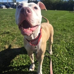 Photo of Symphony, adoptable American Pit Bull Terrier in Champaign, Illinois