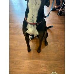 Photo of Lottie, adoptable American Pit Bull Terrier in Baton Rouge, Louisiana