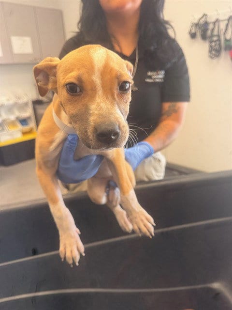 Photo of Mirabella, adoptable American Pit Bull Terrier in Mesa, Arizona