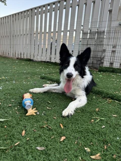 Photo of Hatchi, adoptable Border Collie in Fremont, California