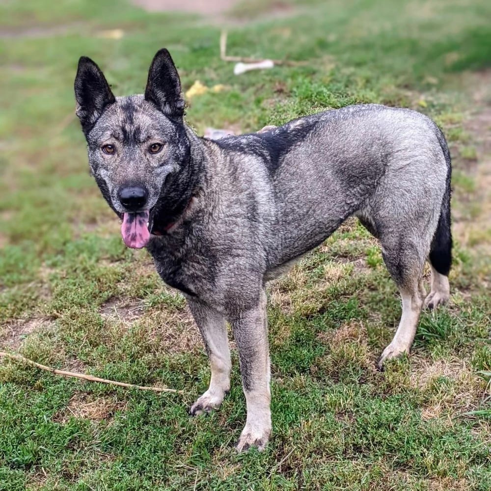 Photo of Dallen, adoptable Norwegian Elkhound in Dana Point, California