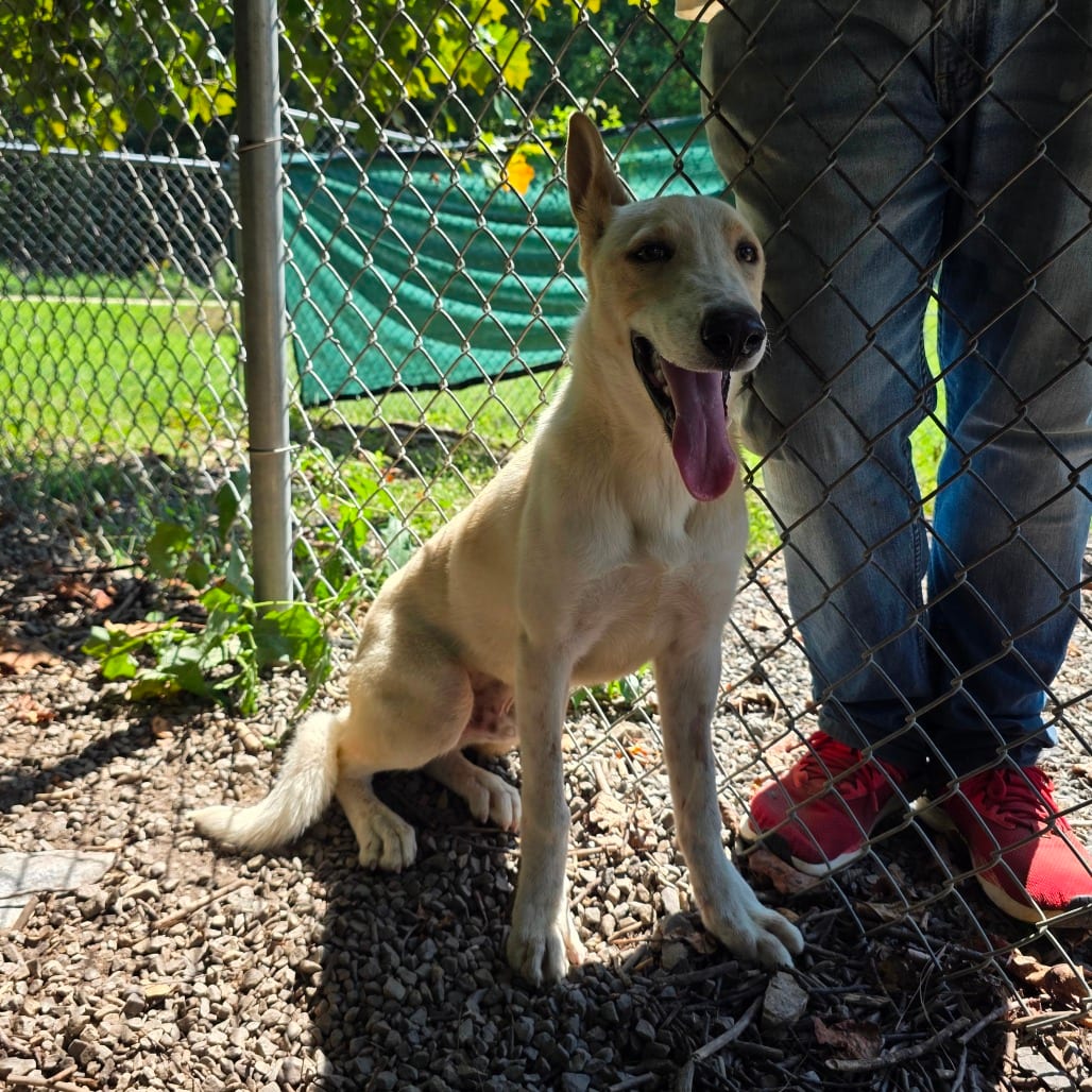 Photo of Felix, adoptable Shepherd / Mix