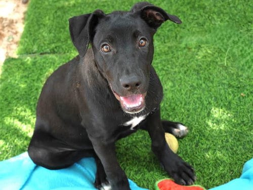 Photo of Raven, adoptable Labrador Retriever in Tallahassee, Florida