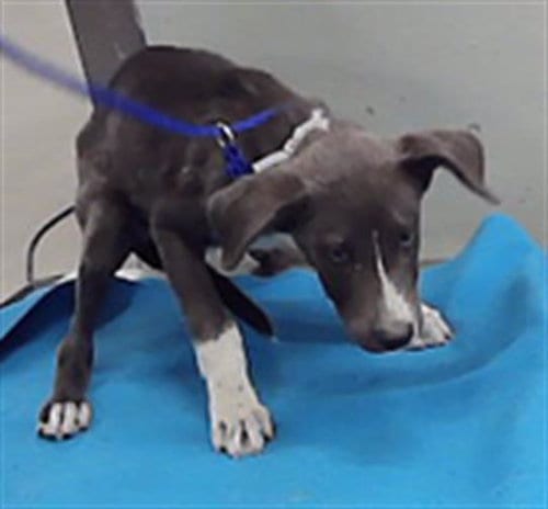 Photo of Elio, adoptable Husky in Houston, Texas