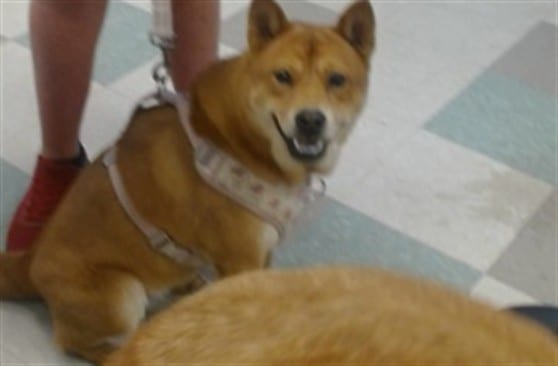 Photo of Senior Akita mix, adoptable Akita mix in Oklahoma City, Oklahoma