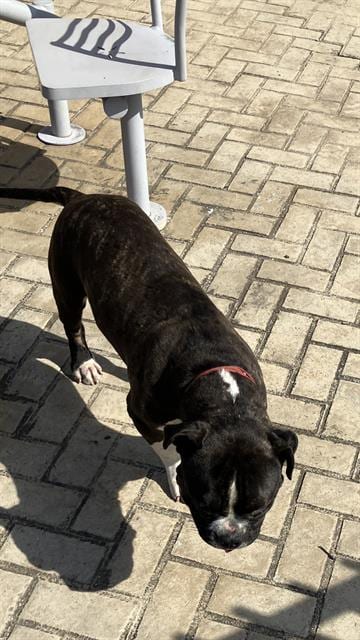 Photo of Rex, adoptable Pit Bull Terrier in Dallas, Texas