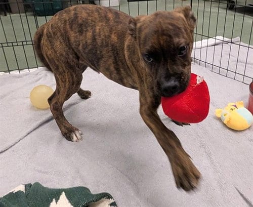 Photo of Roadie, adoptable Boxer in Plano, Texas