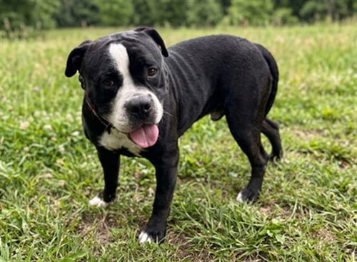 Photo of Franklin, adoptable Pit Bull Terrier in San Pedro, California