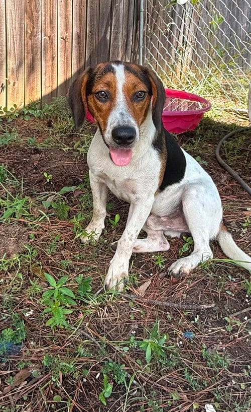 Photo of Beetle, adoptable Beagle in Mobile, Alabama