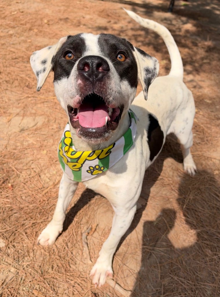 Photo of Tommy, adoptable Pointer in Little Rock, Arkansas