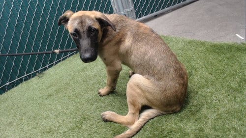 Photo of Troy, adoptable German Shepherd Dog in Downey, California