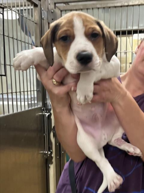 Photo of Mocha, adoptable Hound in Chapel Hill, North Carolina