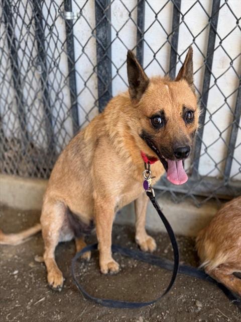 Photo of Rosey, adoptable Australian Cattle Dog/Blue Heeler in Riverside, California