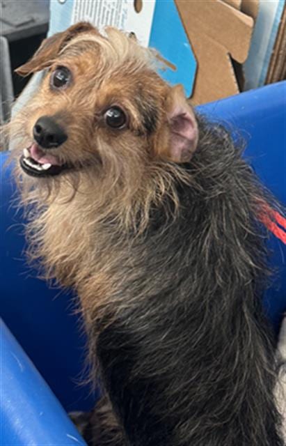 Photo of Fufu, adoptable Mixed Breed