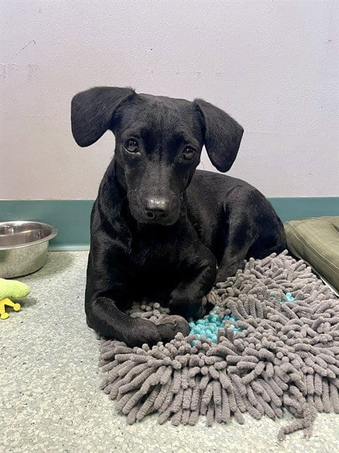 Photo of Annie, adoptable Dachshund in Tallahassee, Florida