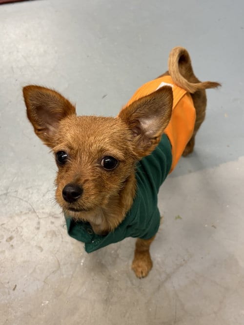 Photo of Layla, adoptable Chihuahua in NEWPORT NH, New Hampshire