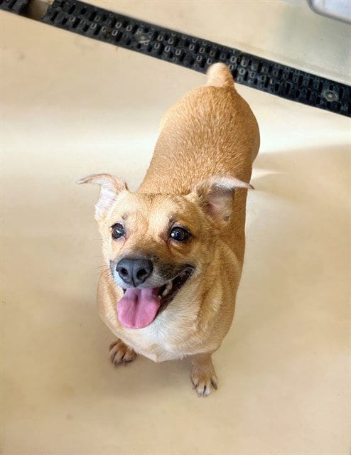 Photo of Ethel, adoptable Chihuahua in Riverside, California