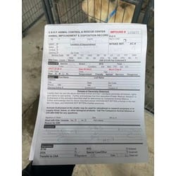 Photo of Shaggy, adoptable Mixed Breed (Medium) in Baton Rouge, Louisiana