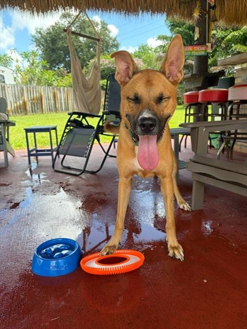 Photo of Brittany, adoptable Terrier mix in Miami, Florida