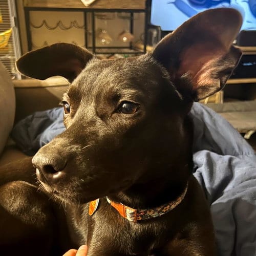 Photo of Raven, adoptable Pit Bull Terrier in Tulsa, Oklahoma