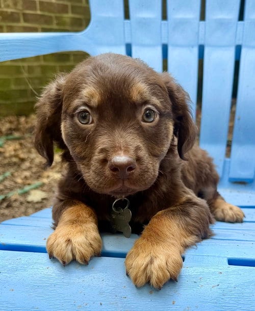 Photo of Cheri- Belles & Beau Litter, adoptable American Staffordshire Terrier in Holly Springs, North Carolina