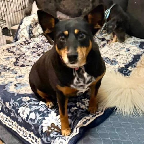 Photo of Gwinnie, adoptable Australian Cattle Dog/Blue Heeler in Mobile, Alabama