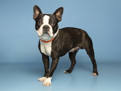 Photo of Flomo, adoptable Boston Terrier in Phoenix, Arizona