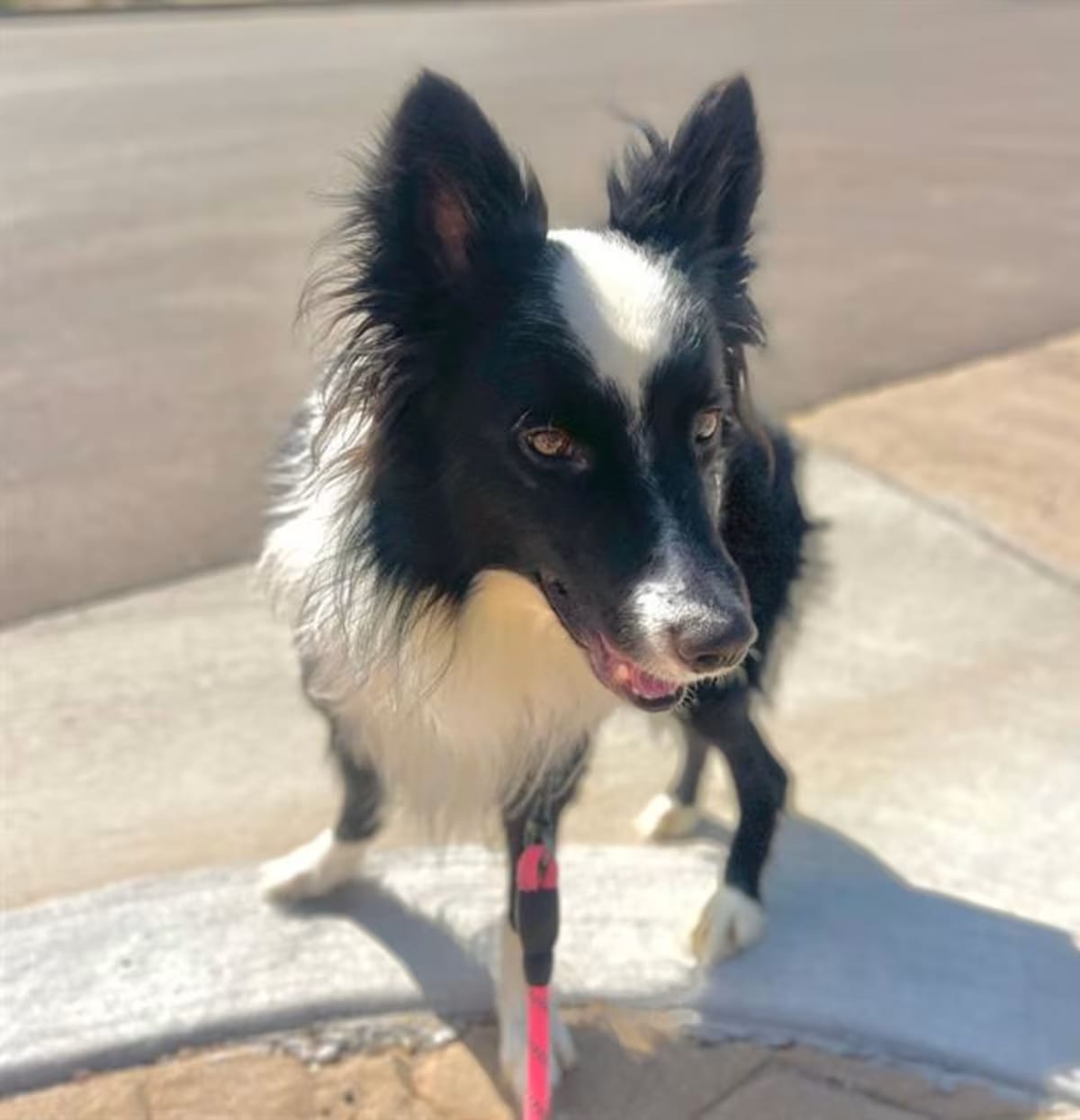 Photo of Brixby, adoptable Border Collie in Aurora, Colorado