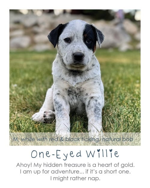 Photo of One-Eyed Willie, adoptable Australian Cattle Dog/Blue Heeler in MIDWAY, Utah