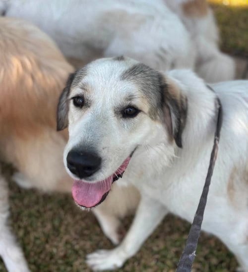 Photo of Cisco, adoptable Great Pyrenees in Dallas, Texas