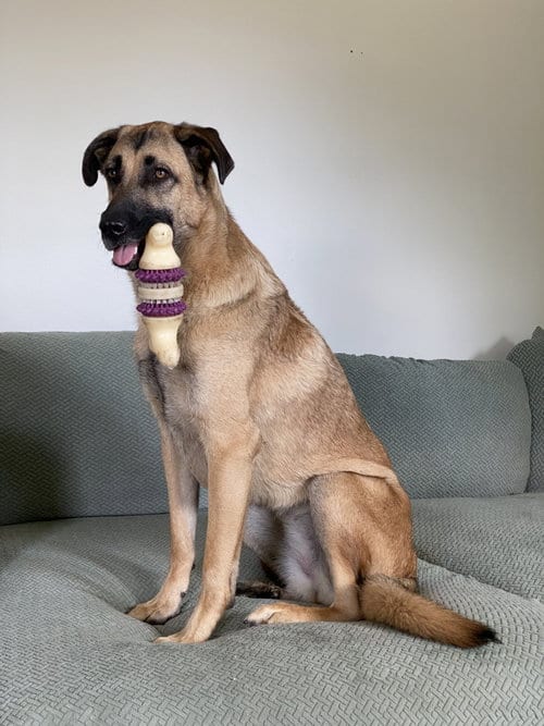 Photo of Maggie, adoptable Anatolian Shepherd in Utica, Michigan