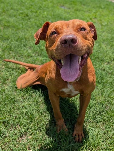 Photo of Good-Boy, adoptable American Staffordshire Terrier in San Antonio, Texas